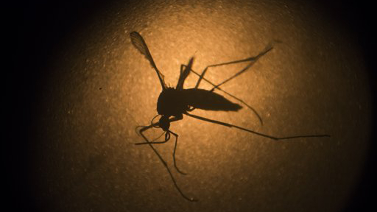 CDC Director Dr. Thomas Frieden weighs in on whether the Zika virus can be transmitted sexually and the Chipotle E. Coli mystery.