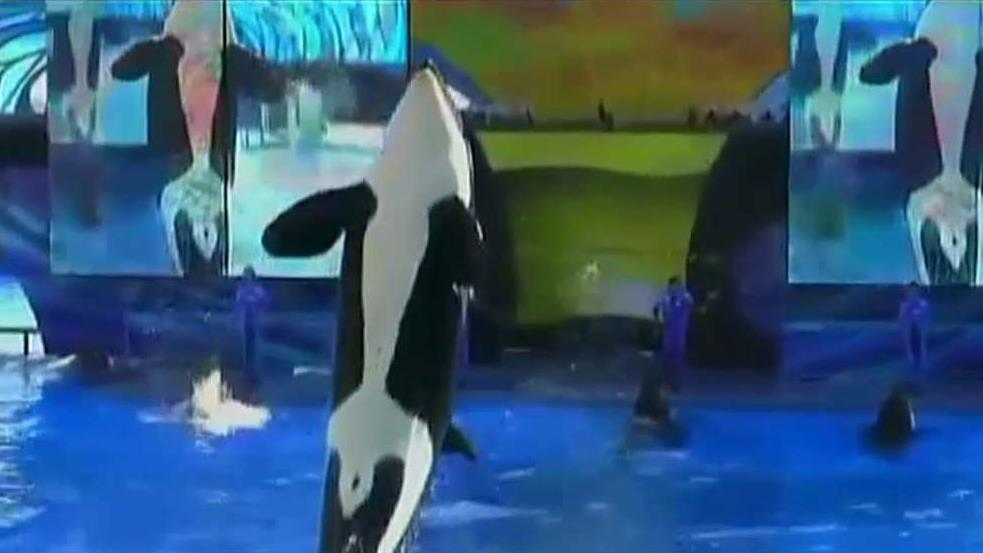 Townhall Political Editor Guy Benson, National Review Reporter Katherine Timpf and FNC contributor Pete Hegseth on SeaWorld's decision to end its orca breeding program.