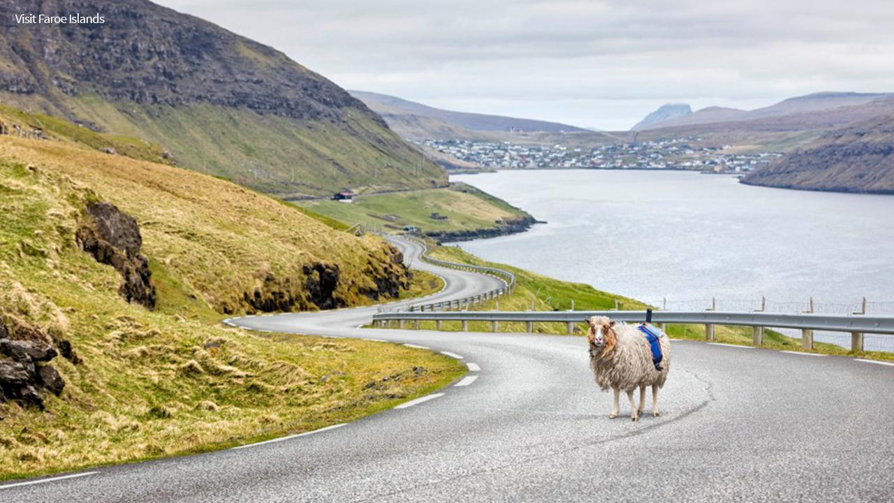 Not many people know about the Faroe Islands, where there more sheep than people. From the perspective of sheep, Sheepview360 hopes to show people what the islands have to offer.