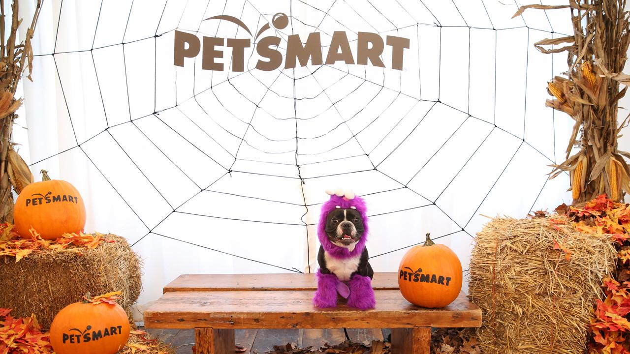 FOXBusiness.com’s Serena Elavia visits the PetSmart Halloween fashion show to see the new costume collection. 