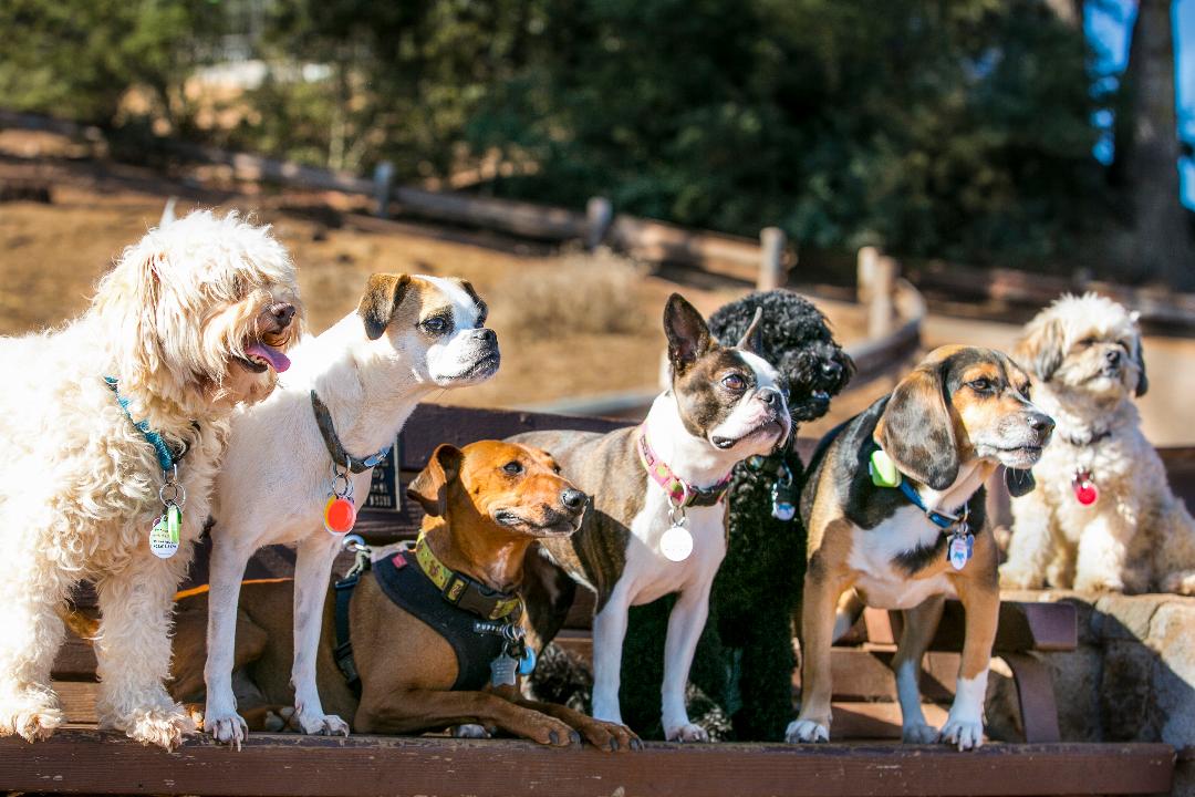 Wearables are going to the dogs! How Poof pet fitness trackers can help your pet shed pounds.