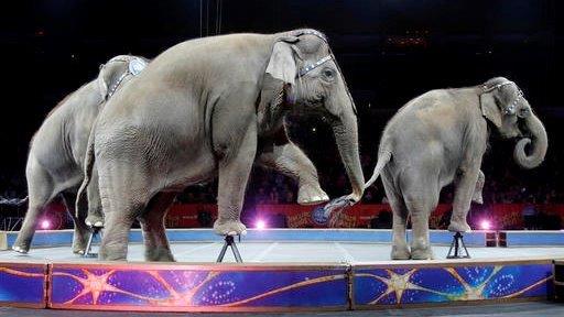 Ringling Bros. to shut down 