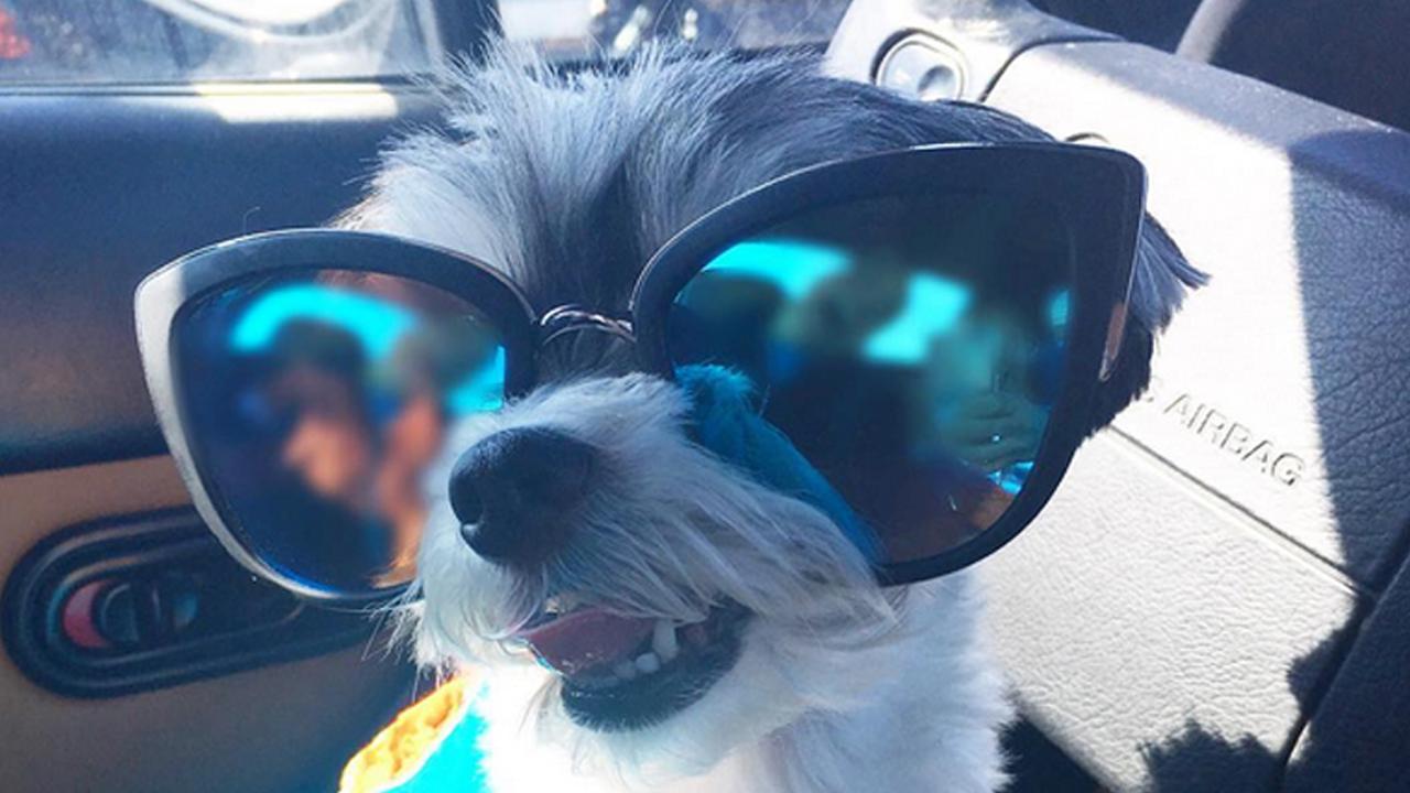 A social media starlet, Tinkerbelle the dog reveals what it takes to be famous and how much she makes in a year.