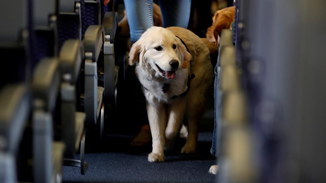 Fox Business Briefs: Airlines says number of animals in cabins is increasing along with complaints.