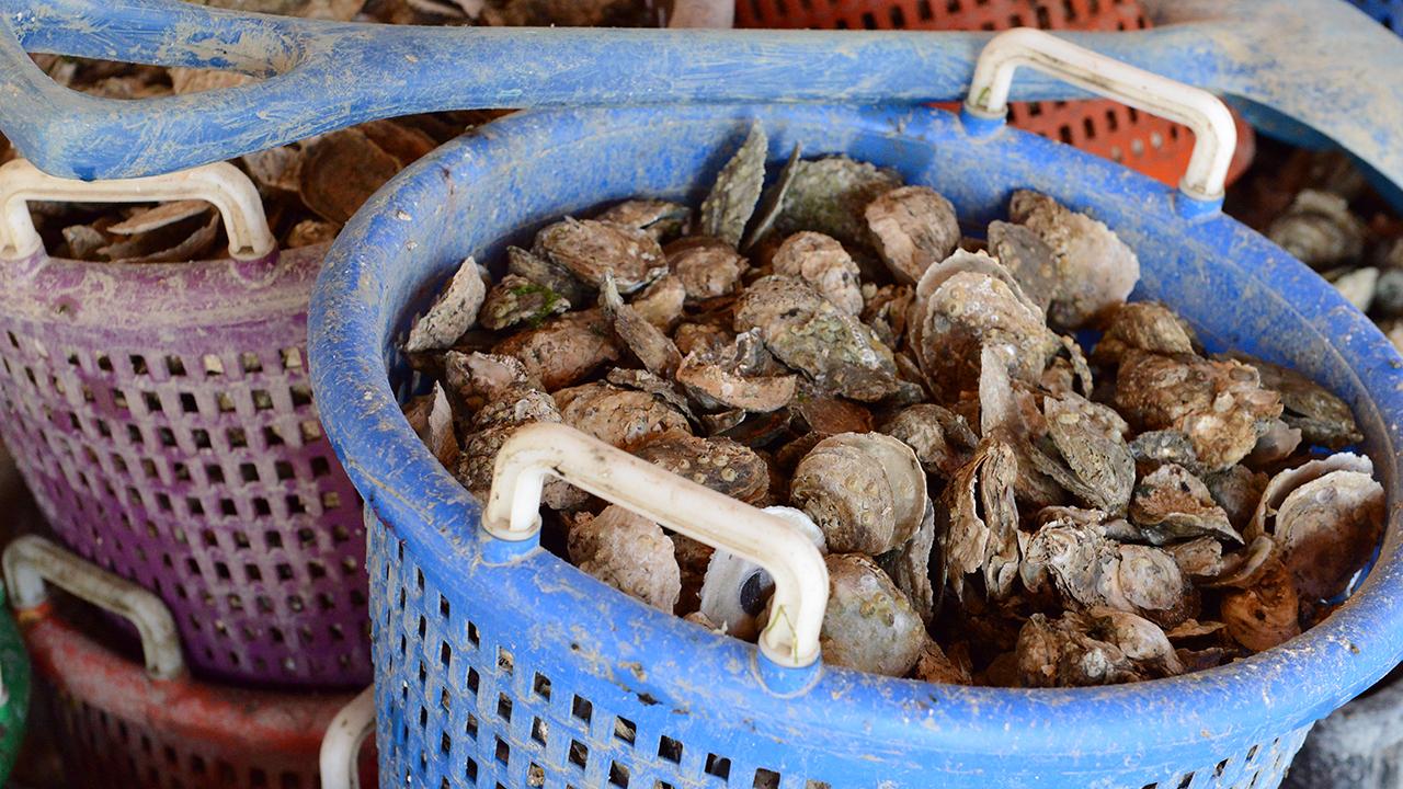 Cousins inherit oyster beds farmed by their family for a century, and are inspired to revive a dormant business.