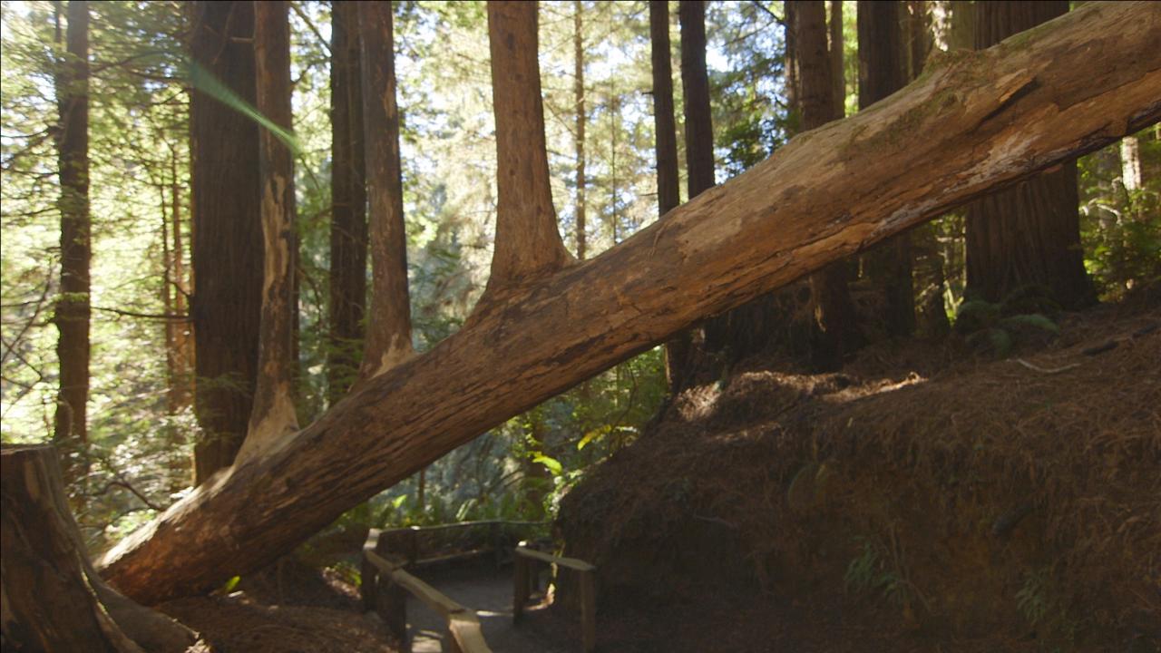 John Thompson inherits a northern California forest from his mother. He tells his story in the latest episode of 'Strange Inheritance' with Jamie Colby. It premieres on the FOX Business Network on Monday, April 2, at 9:30 p.m. ET.