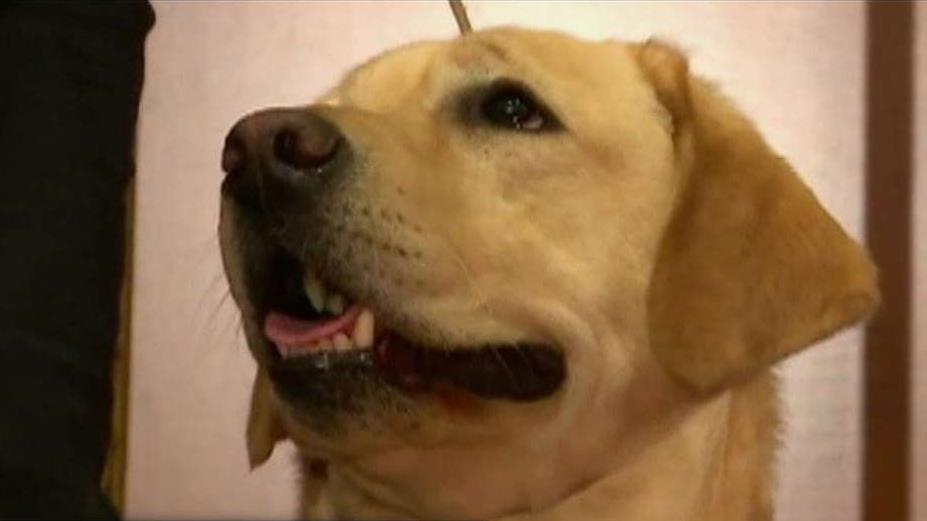 FBN's Stuart Varney on the top five most popular dog breeds in America.