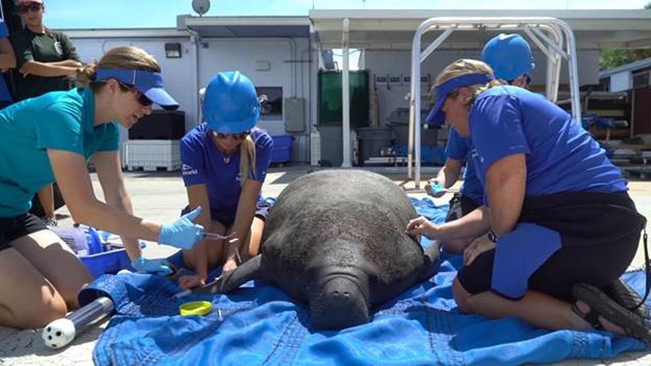 SeaWorld is helping to rescue manatees in Florida that have been exposed to the deadly red tide toxic algae bloom. FBN's Susan Li with more. 