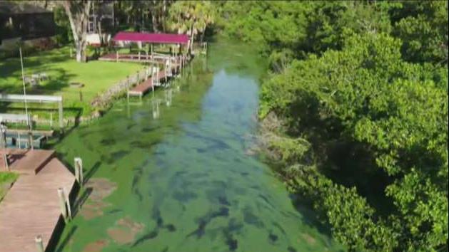 FBN's Jeff Flock on the algae crisis impacting residents and businesses in Florida.