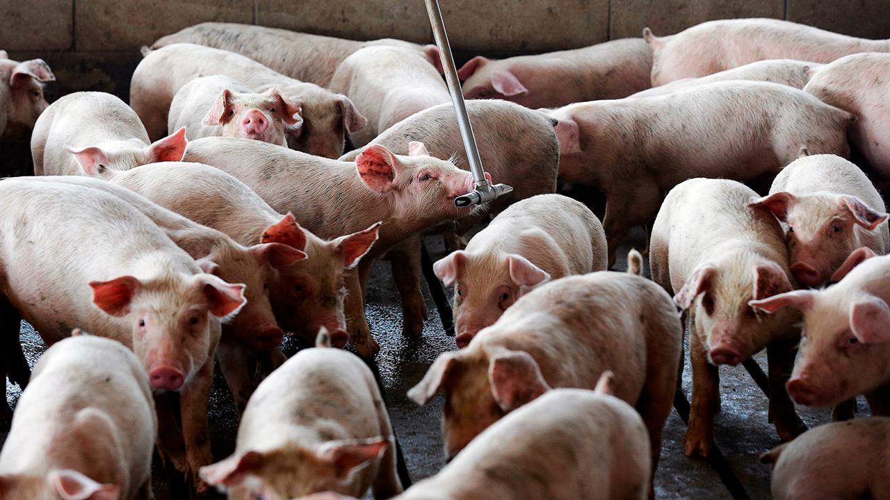Hog farmer Brian Duncan on the impact of the China tariffs on U.S. farmers.