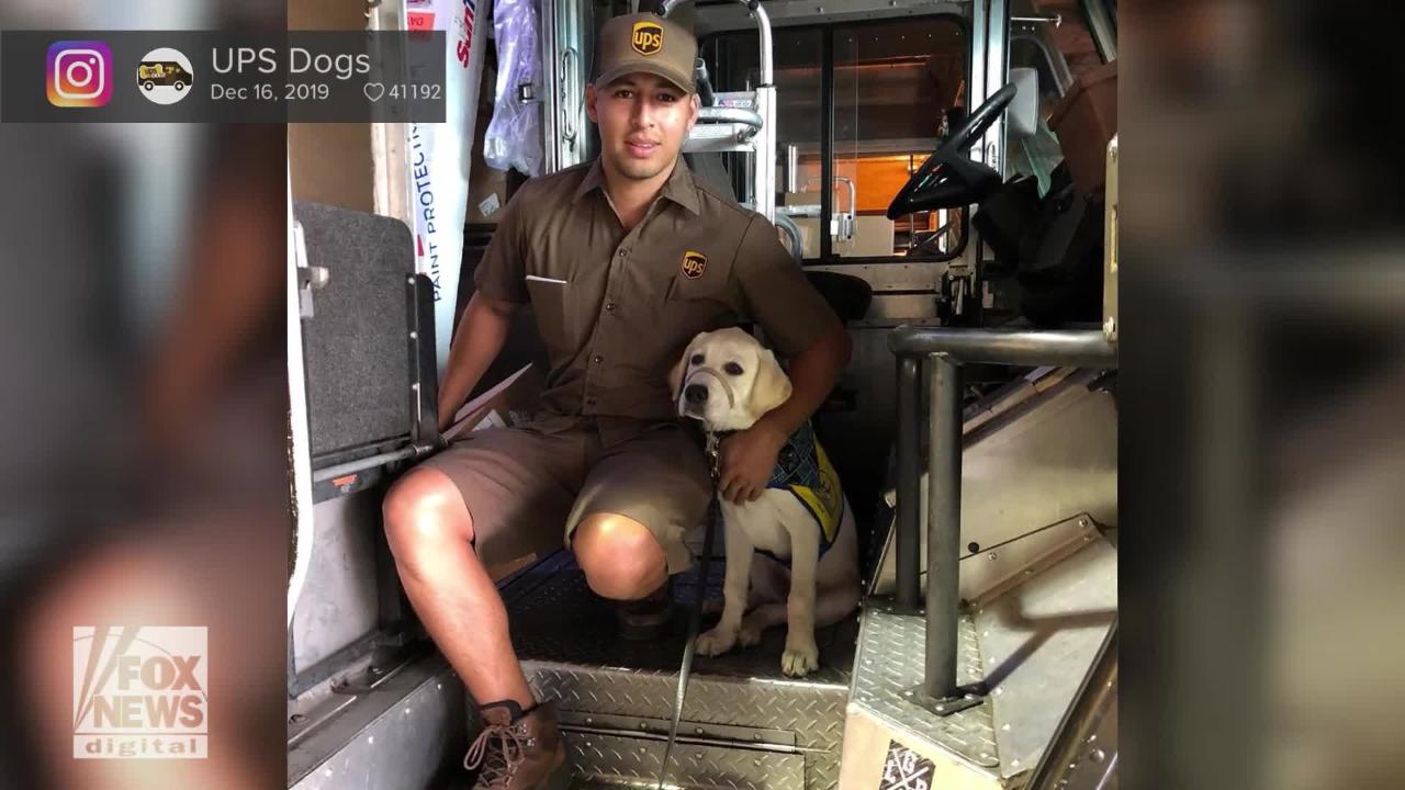 UPS Dogs is now a viral social-media profile where the four-legged friends who love their UPS drivers are featured.