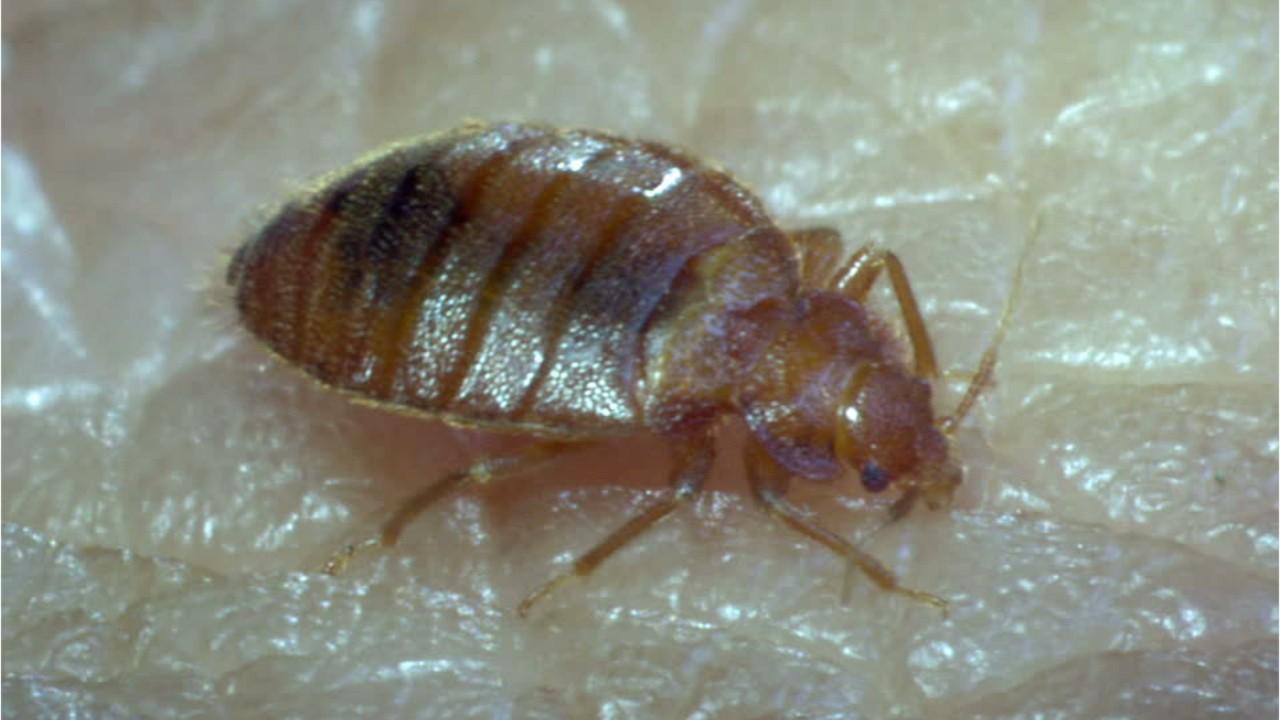 'While bedbugs have not been found to transmit any diseases to humans, they can be an elusive threat to households,' Chelle Hartzer, an Orkin entomologist, said.