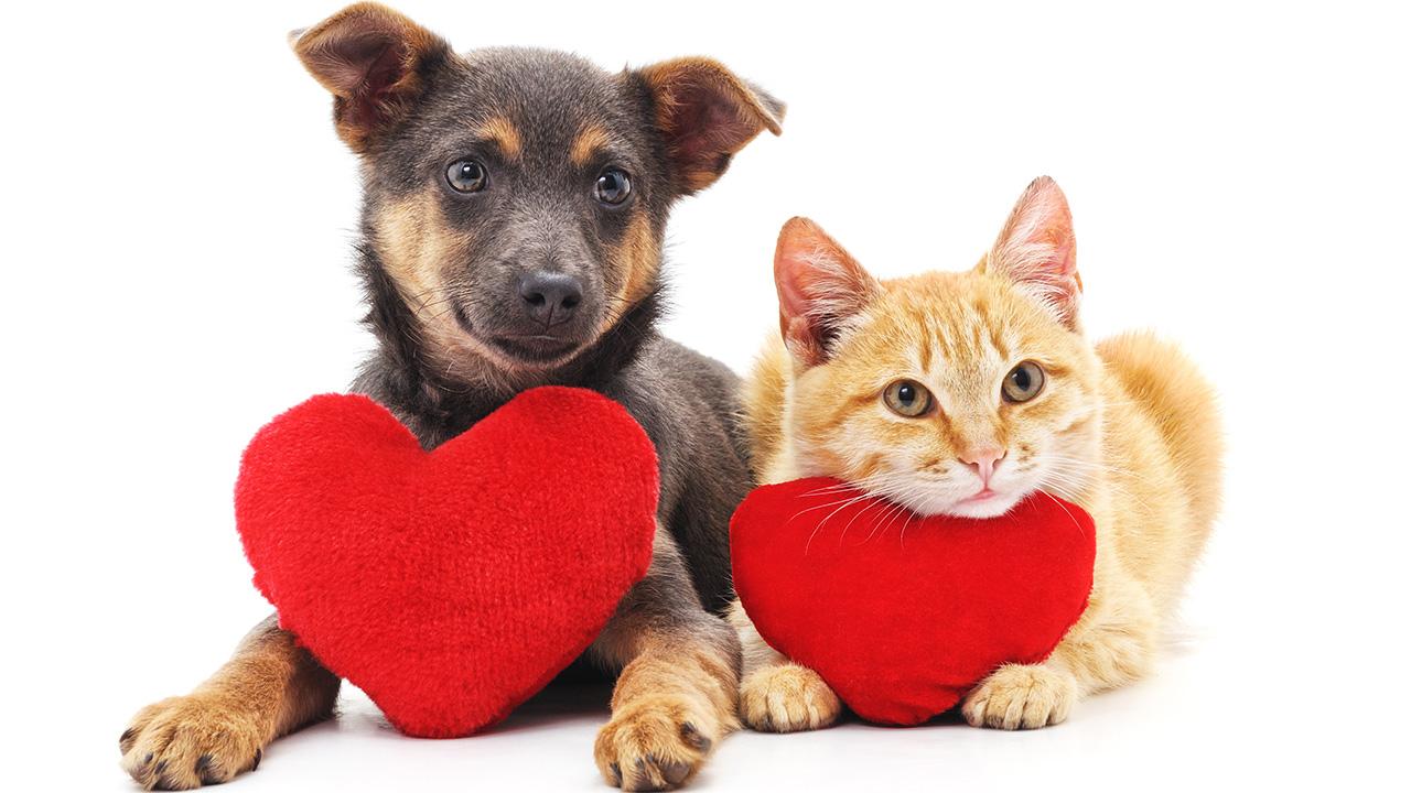 Valentine's Day gift spending for pets to hit record in US | Fox Business