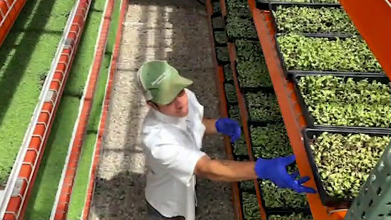 Emerald Gardens farmer Roberto Meza discusses how coronavirus has pushed his company to innovate and adapt during the outbreak. 